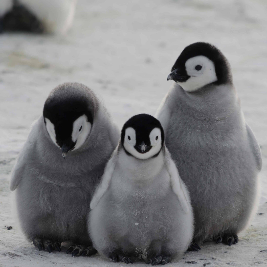 How to stay warm during a cold winter - Robert Owen Undershirts